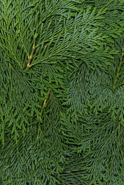 tekstura ciemny zielony Żywotnik zachodni - Zdjęcie, obraz
