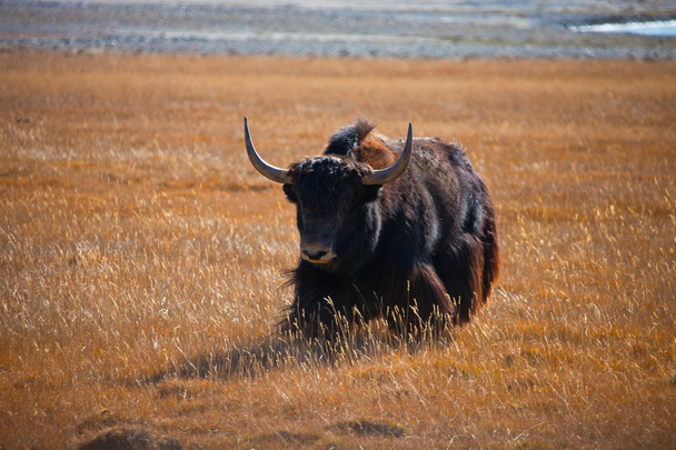 Wild Yak corre verso la steppa in montagna
 - Foto, immagini