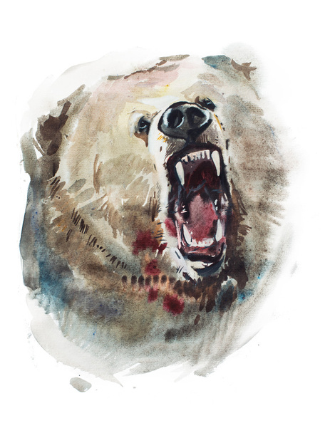 Watercolor drawing of angry looking bear  - Photo, Image