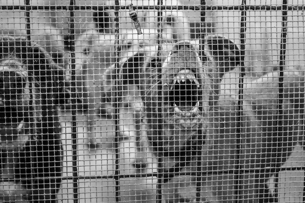 Агресивної собакою клітці
 - Фото, зображення