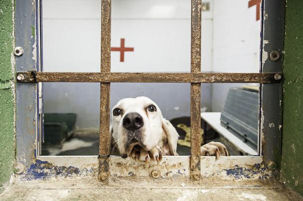 Больной собачий питомник
 - Фото, изображение