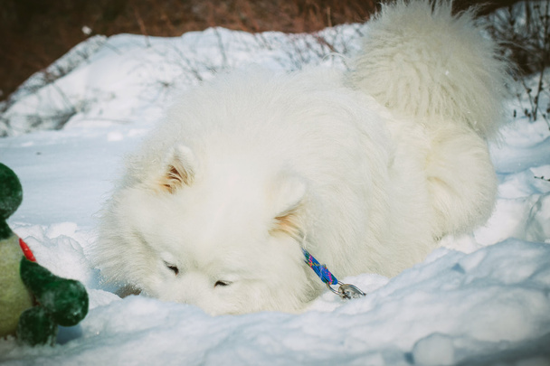 Samoyed λευκό σκυλί στο χιόνι στην μέρα του χειμώνα. Βόρεια έλκηθρο σκύλων. - Φωτογραφία, εικόνα