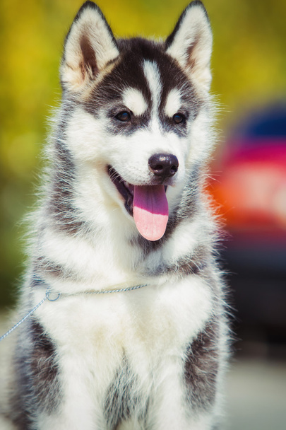 Ritratto di un cucciolo siberiano Husky che passeggia nel cortile. Un cucciolo carino di cane husky siberiano all'aperto
 - Foto, immagini