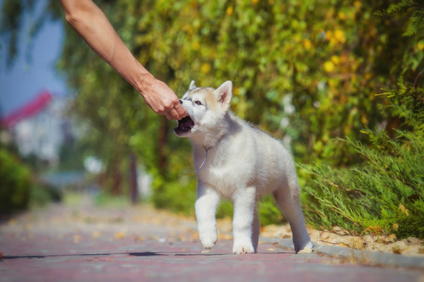 Portrait of a Siberian Husky puppy walking in the yard. One Little cute puppy of Siberian husky dog outdoors - Photo, Image