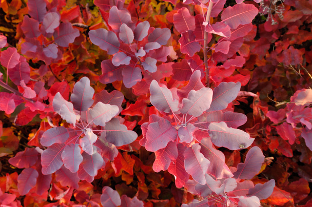 Purple autumn - Photo, Image