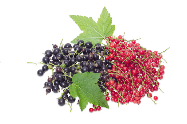 Redcurrant and blackcurrant on a light background - Photo, Image