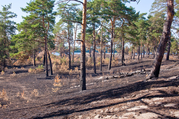 Consequences of grassroots wildfire in the pine forest - Фото, изображение