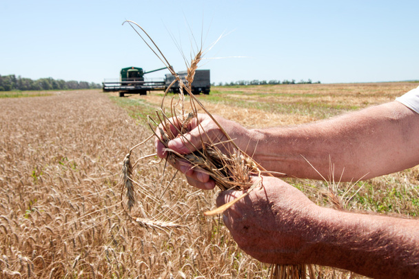 Combinar la carga cosechadora de trigo en el camión
 - Foto, imagen