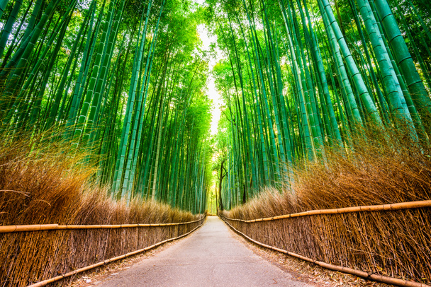 "Kioto Bambus lesie - Zdjęcie, obraz