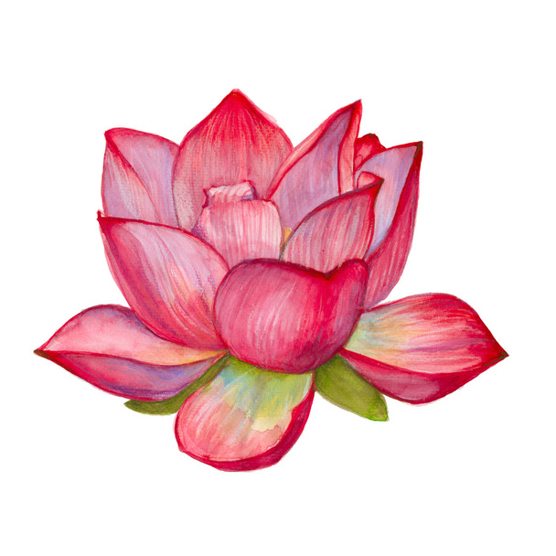 pink lotus flower. isolated. watercolor illustration. - Photo, Image