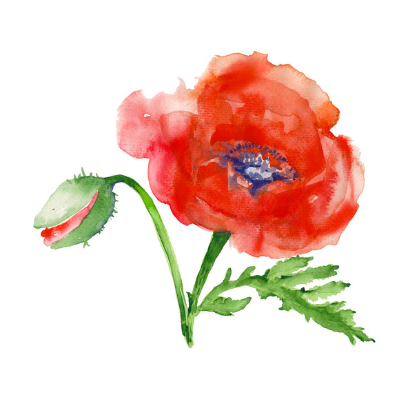 Poppy. isolated. watercolor illustration - Photo, Image