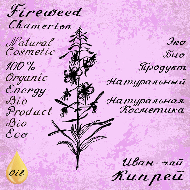 Ciprus angustifolia, fűzfa gyógynövény, erdei füzike, fireweed botanikai illusztráció - Vektor, kép
