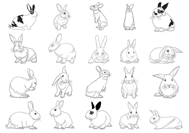 кролики
 - Вектор, зображення