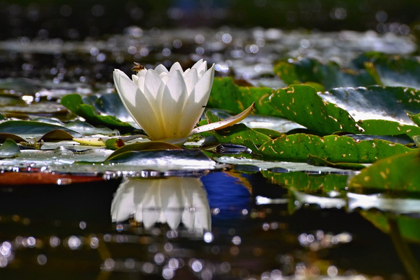 Krásné kvetoucí květiny - bílý leknín na rybníku. (Nymphaea alba) Přirozené barevné rozostřeného pozadí. - Fotografie, Obrázek
