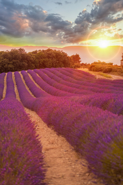 Provence mit Lavendelfeld bei Sonnenuntergang, Hochebene Valensole im Süden Frankreichs - Foto, Bild