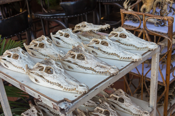 Krokotiilin kallo tiskillä
 - Valokuva, kuva