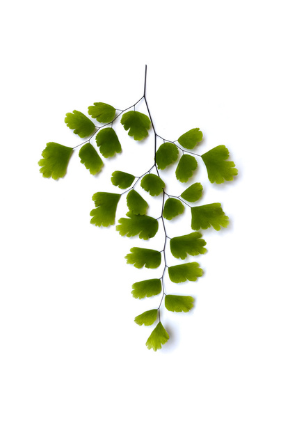 Maidenhair fern leaves - Photo, Image