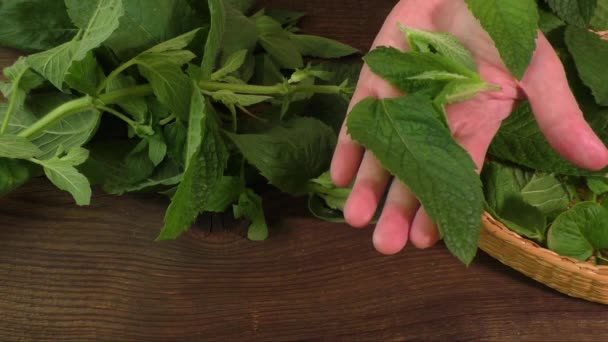 Folhas de depenar hortelã ervas medicinais frescas
  - Filmagem, Vídeo