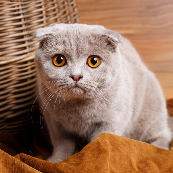 harmaa kissa keltaiset silmät Scottish Fold
 - Valokuva, kuva