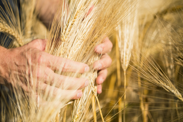 Мужская рука держит ячмень. Сельское хозяйство Закат
. - Фото, изображение