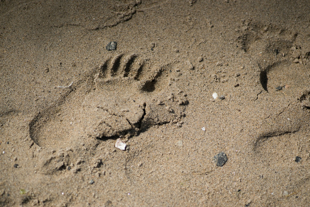 Kinderen voetafdruk op het strand - Foto, afbeelding