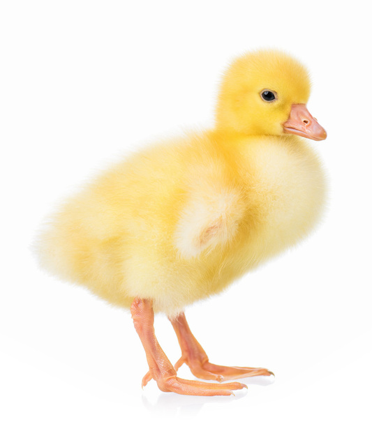 schattige kleine gosling - Foto, afbeelding
