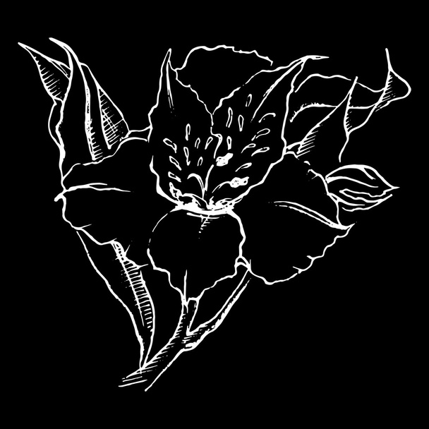 Monochrome alstroemeria flower isolated sketched art vector - Vector, Image