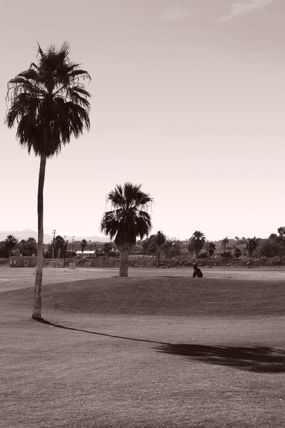 Golf sous les palmiers
 - Photo, image