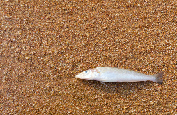 martwe ryby - Zdjęcie, obraz