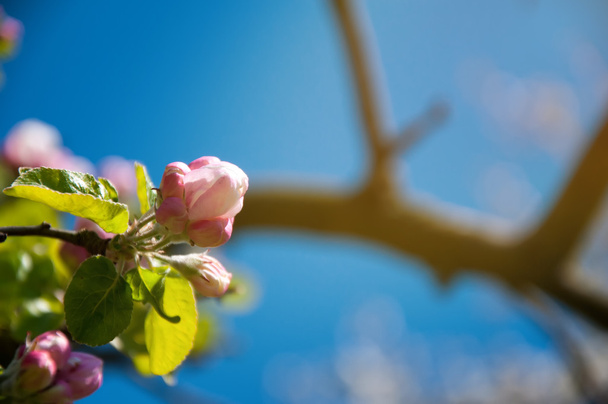 開花アップル ツリーの背景色 - 写真・画像
