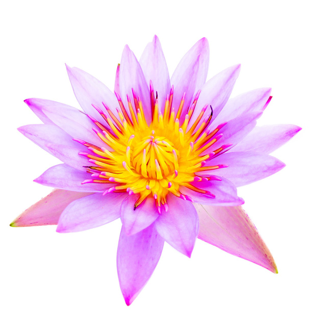 Lotus flower on background - Photo, Image