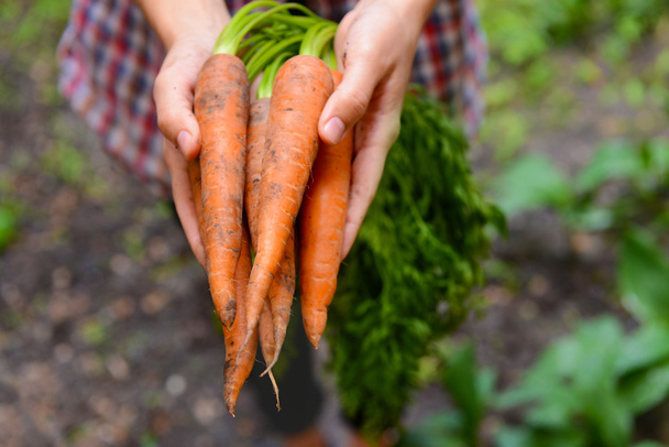 Woman holding fresh carrots - Foto, imagen