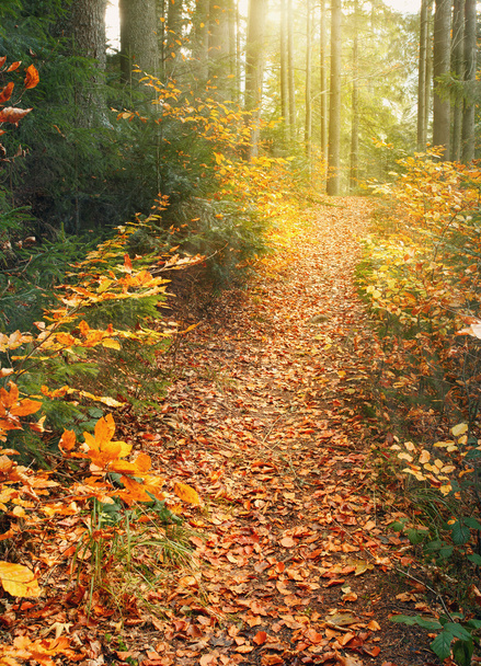 стежка покрита листям в осінньому лісі
 - Фото, зображення