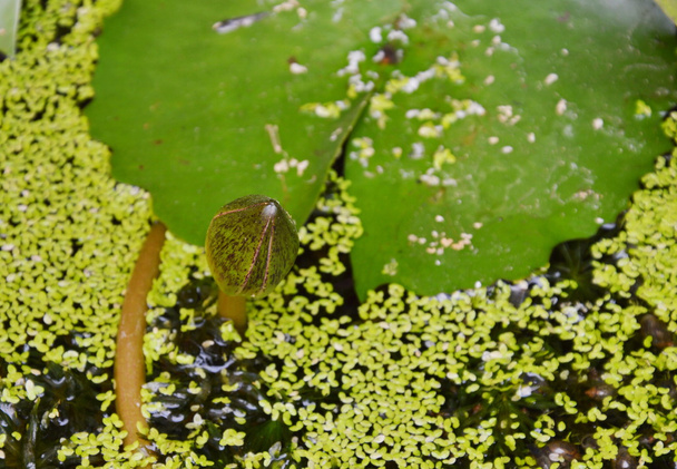 flor de lirio de agua de loto joven renacido en la piscina
 - Foto, imagen