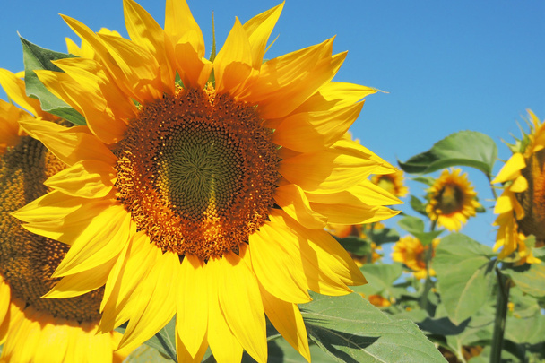 Sonnenblumen auf einem Feld - Foto, Bild