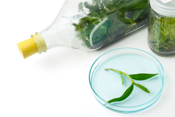 Plant tissue culture in bottle in the laboratory on white backgr - Foto, afbeelding