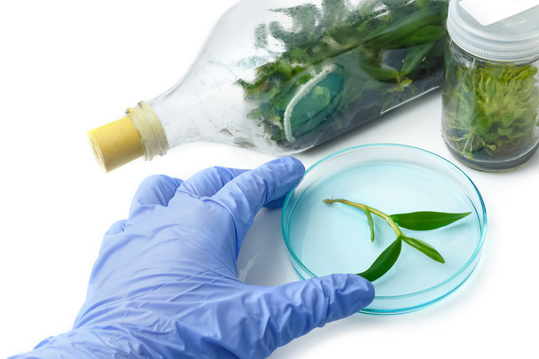 Plant tissue culture in bottle in the laboratory on white backgr - Photo, Image