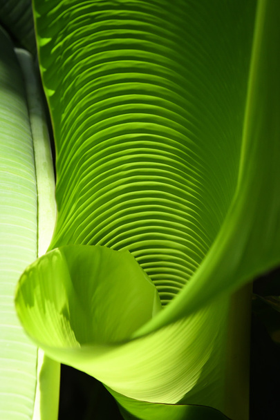 Banana leaf pattern abstract  - Фото, изображение