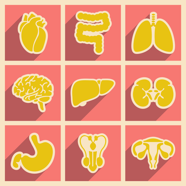 Icons of assembly internal organs in flat style - Vecteur, image
