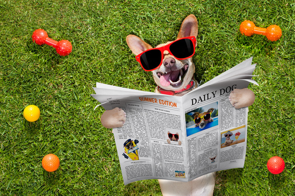 σκύλος ανάγνωση εφημερίδων - Φωτογραφία, εικόνα