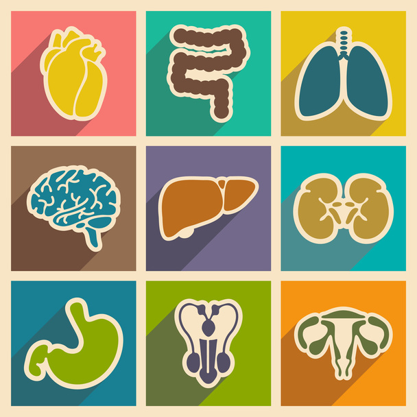 Icons of assembly internal organs in flat style - ベクター画像