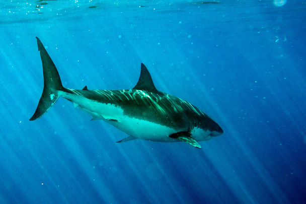 Gran tiburón blanco listo para atacar bajo el agua de cerca
 - Foto, imagen