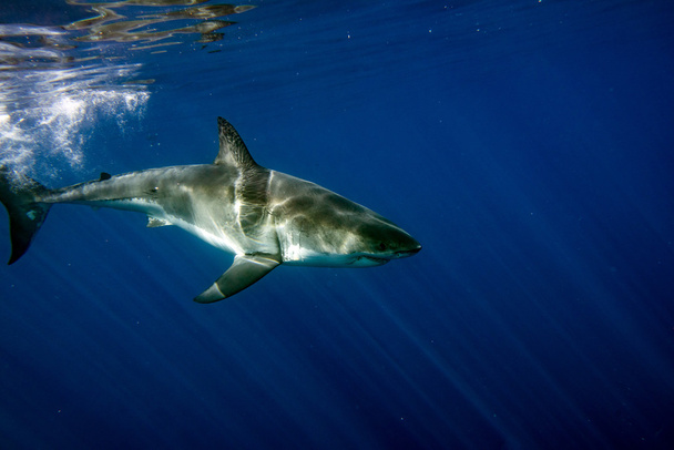 Grand requin blanc prêt à attaquer de près sous l'eau
 - Photo, image