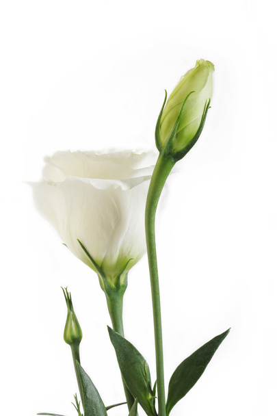 weiße Blumen auf hölzernem Hintergrund - Foto, Bild