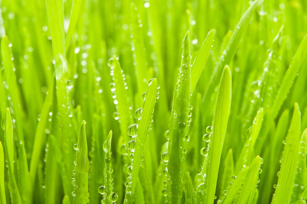Dew on grass - Photo, Image