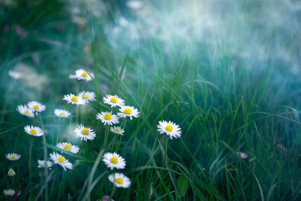 Весенний или летний цветочный фон с ромашками
 - Фото, изображение