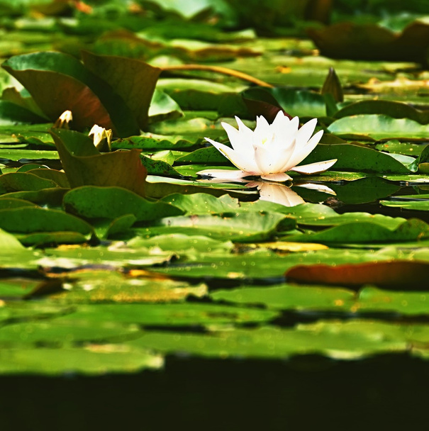 Beautiful blooming flower - white water lily on a pond. (Nymphaea alba) Natural colored blurred background - Photo, Image