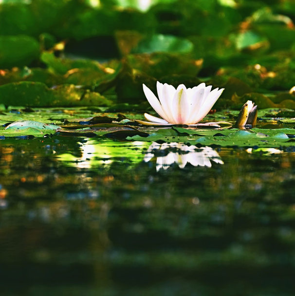 Hermosa flor - lirio de agua blanca en un estanque. (Nymphaea alba) Fondo borroso de color natural
. - Foto, imagen
