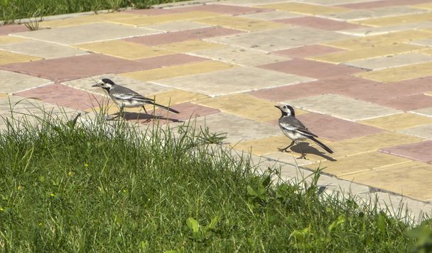 two pied wagtails (Motacilla alba), walk one behind the other, Armenia - Photo, Image