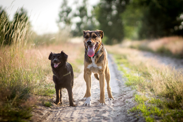zwei Hunde auf Sommerspaziergang - Foto, Bild